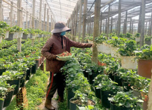 Nông nghiệp hữu cơ và bảo vệ môi trường